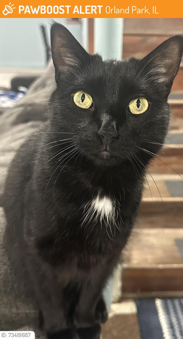 Found/Stray Female Cat last seen Near Ave. and 157 st, Orland Park, IL 60467