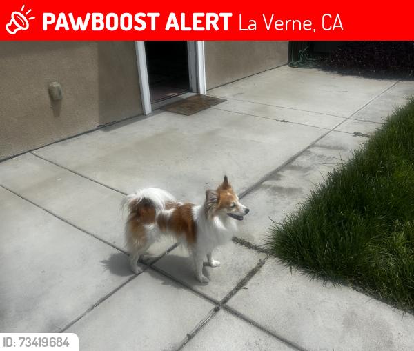 Lost Male Dog last seen d street, La Verne, CA 91750