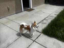 Lost Male Dog last seen d street, La Verne, CA 91750