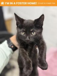 Shelter Stray Male Cat last seen Giles Rd & Shellbanks Rd, 21225, MD, 2490 Giles Rd, Baltimore, MD 21225, USA