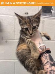 Shelter Stray Female Cat last seen Near Druid hill ave, 21217, MD, 2490 Giles Rd, Baltimore, MD 21225, USA