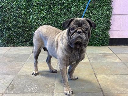 Shelter Stray Female Dog last seen Near MOUNT DELANO DR, EL PASO, TX, 79904, CITY of El Paso, TX, 5001 Fred Wilson Ave, El Paso, TX 79906, USA