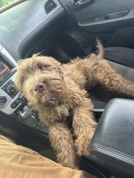Found/Stray Male Dog last seen Near state and Nelson crossing, Indianapolis, IN 46203