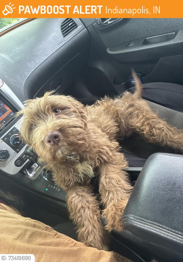 Found/Stray Male Dog last seen Near state and Nelson crossing, Indianapolis, IN 46203