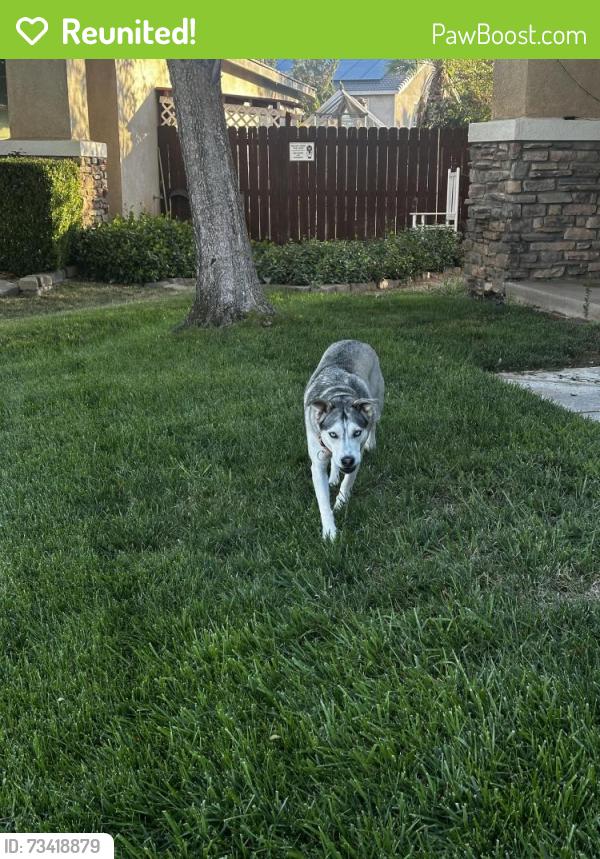 Reunited Female Dog last seen Vista verde elementary school, Victorville, CA 92392