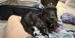 Lost Male Dog last seen Ella and Tidwell, Houston, TX 77091