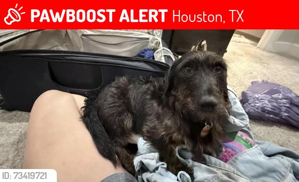 Lost Male Dog last seen Ella and Tidwell, Houston, TX 77091