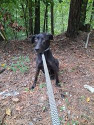 Found/Stray Male Dog last seen Mountain View Road, Springville, AL 35146
