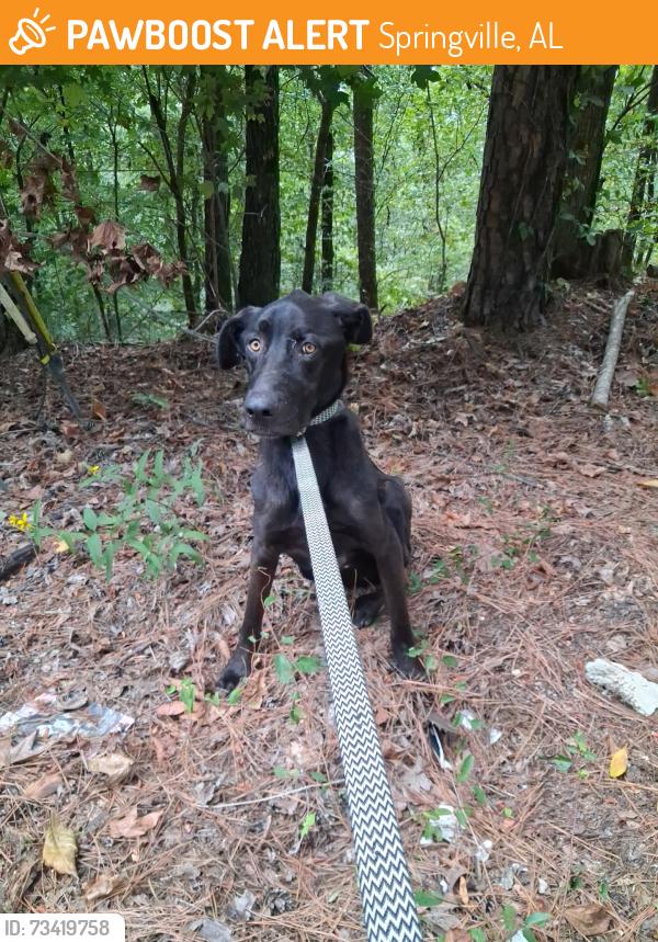 Found/Stray Male Dog last seen Mountain View Road, Springville, AL 35146