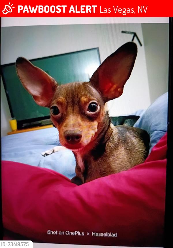 Lost Male Dog last seen Vegas Valley - Aloha Ave, Las Vegas, NV 89121