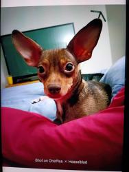 Lost Male Dog last seen Vegas Valley - Aloha Ave, Las Vegas, NV 89121