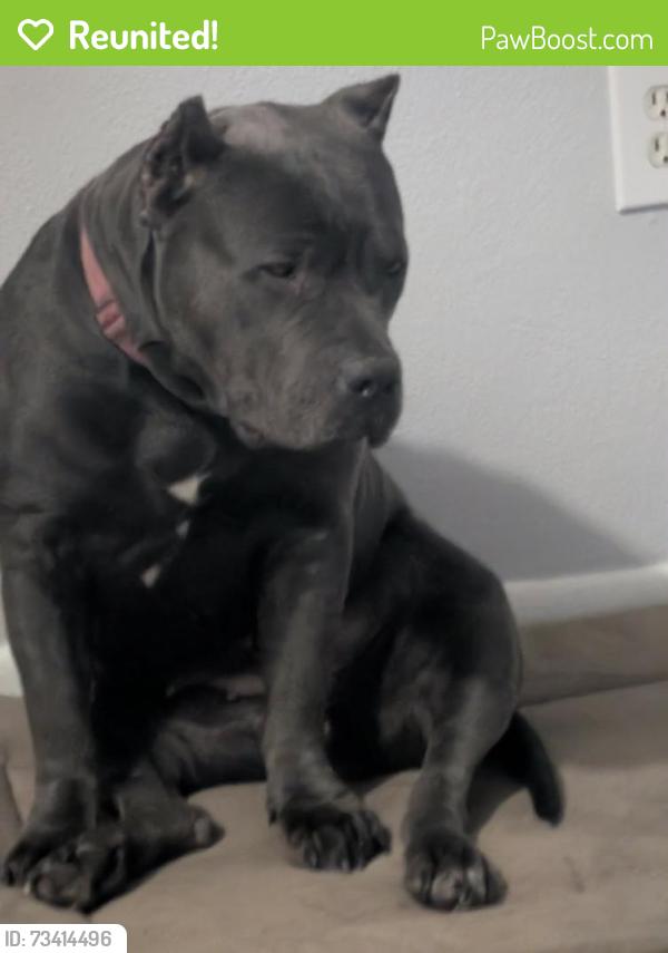 Reunited Female Dog last seen Mt Ephraim and Morgan Blvd, Camden, NJ 08102