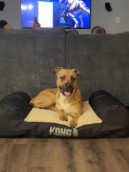 Reunited Male Dog last seen 172nd St & 15th St, Vancouver, WA 98683