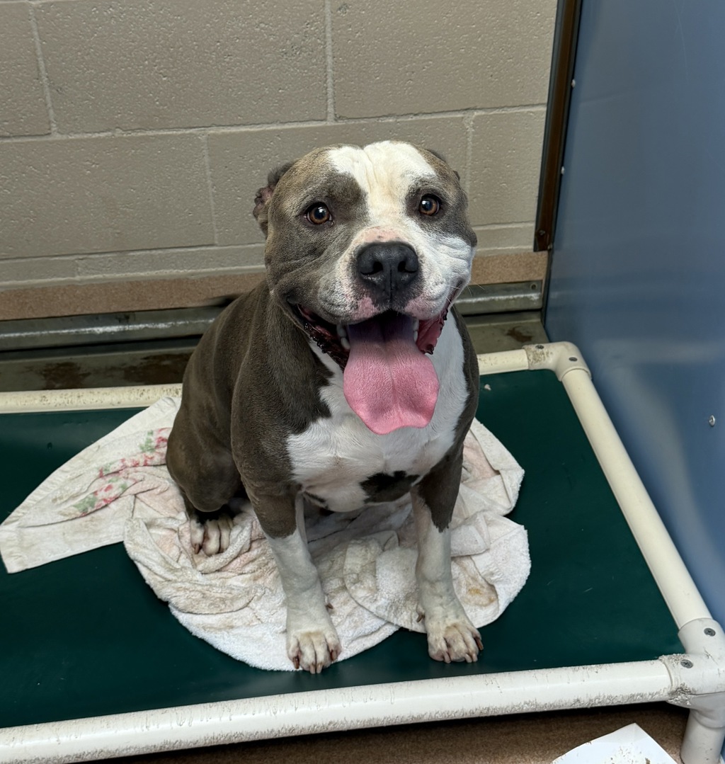 Shelter Stray Male Dog last seen Near Iris Avenue, Imperial Beach, CA, 91932, 5500 Gaines St, San Diego, CA 92110, USA