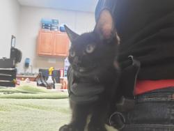 Shelter Stray Male Cat last seen Near Production Avenue, Oceanside, CA, 92058, Oceanside, CA 92058, USA