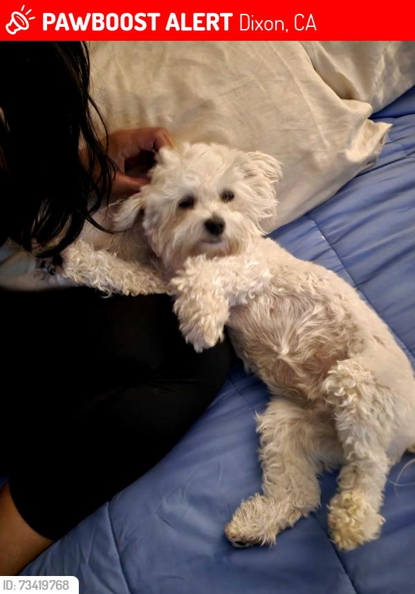Lost Female Dog last seen Folsom Fair; Gold Street, Dixon, CA 95620