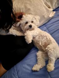Lost Female Dog last seen Folsom Fair; Gold Street, Dixon, CA 95620