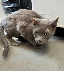 Shelter Stray Male Cat last seen Near E Latour Circle, Holladay, UT, 84121, 511 W 3900 S, Salt Lake City, UT 84123, USA