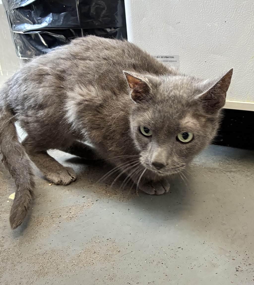 Shelter Stray Male Cat last seen Near E Latour Circle, Holladay, UT, 84121, 511 W 3900 S, Salt Lake City, UT 84123, USA