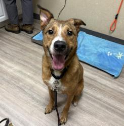 Shelter Stray Male Dog last seen Near Santa Fe Avenue, Vista, CA, 92084, Oceanside, CA 92058, USA