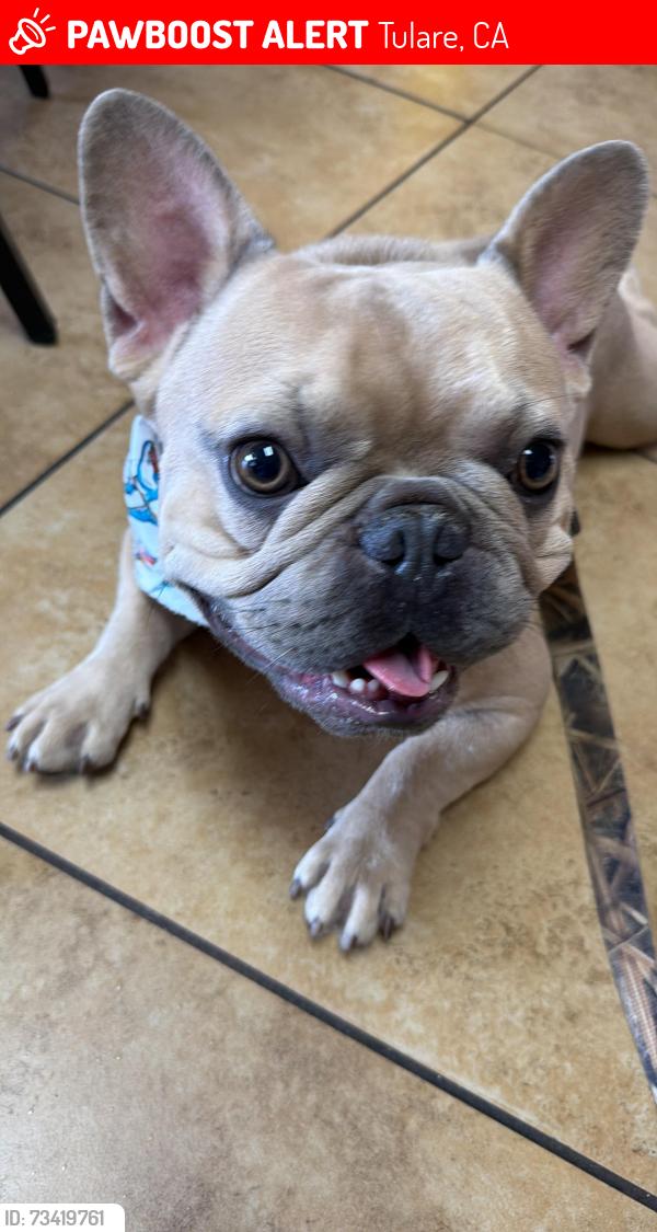 Lost Male Dog last seen Bardsley and spruce, Tulare, CA 93274
