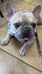Lost Male Dog last seen Bardsley and spruce, Tulare, CA 93274