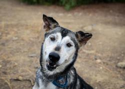 Shelter Stray Female Dog last seen Near Burnet Drive, Escondido, CA, 92027, Escondido, CA 92027, USA