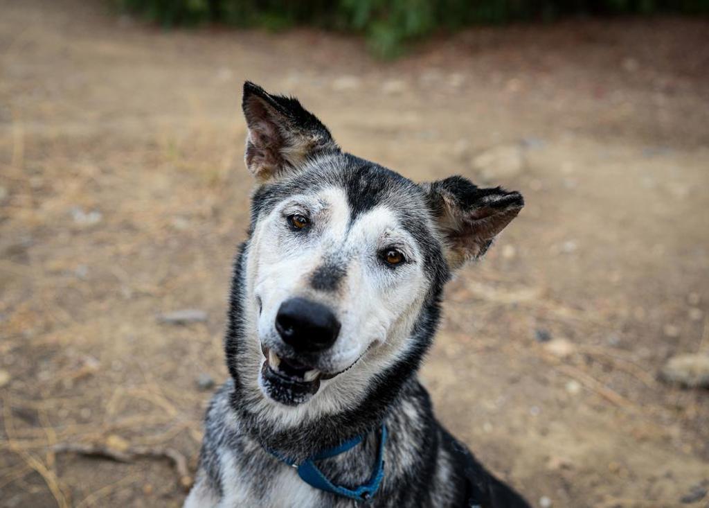 Shelter Stray Female Dog last seen Near Burnet Drive, Escondido, CA, 92027, Escondido, CA 92027, USA
