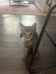 Found/Stray Unknown Cat last seen Boundary Street, San Diego, CA 92104