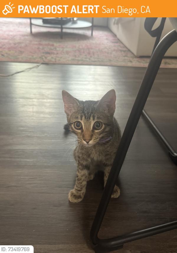 Found/Stray Unknown Cat last seen Boundary Street, San Diego, CA 92104