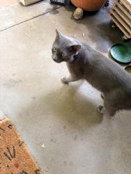 Found/Stray Male Cat last seen Willamette, Lombard, Portland, OR 97217