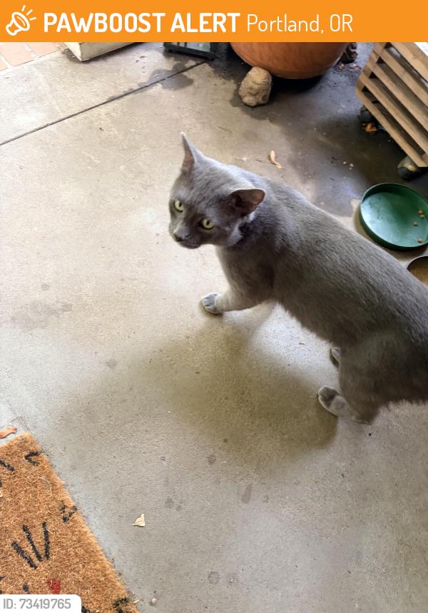 Found/Stray Male Cat last seen Willamette, Lombard, Portland, OR 97217