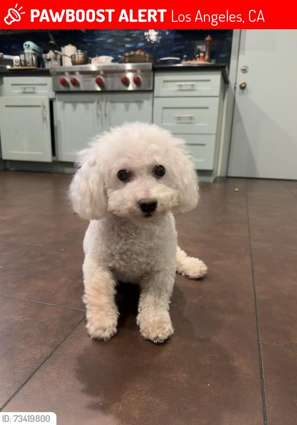 Lost Male Dog last seen Willens and Mullholland Drive, Los Angeles, CA 91364