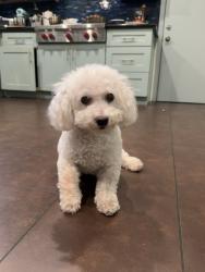 Lost Male Dog last seen Willens and Mullholland Drive, Los Angeles, CA 91364