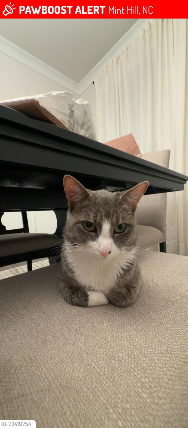 Lost Male Cat last seen Wilson-Mint Hill Rd & Happy Hallow Dr, Mint Hill, NC 28227