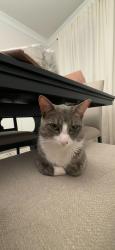 Lost Male Cat last seen Wilson-Mint Hill Rd & Happy Hallow Dr, Mint Hill, NC 28227