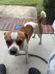 Found/Stray Male Dog last seen Near my fence, Fayetteville, NC 28306