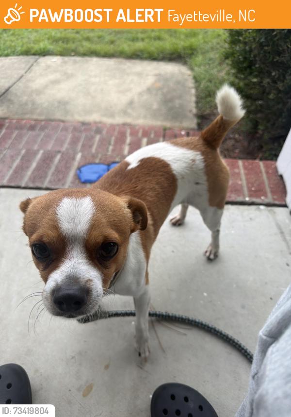 Found/Stray Male Dog last seen Near my fence, Fayetteville, NC 28306
