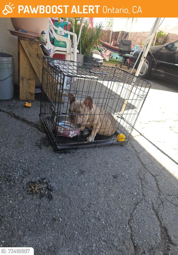 Found/Stray Male Dog last seen D st, Ontario, CA 91764