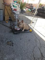 Found/Stray Male Dog last seen D st, Ontario, CA 91764