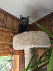 Reunited Female Cat last seen South Barry and Boston post rd, Mamaroneck, NY 10543