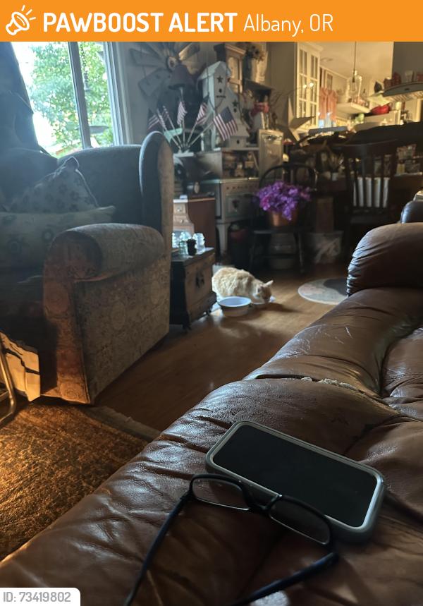 Found/Stray Unknown Cat last seen Fir Oaks, Albany, OR 97321