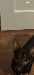 Lost Male Dog last seen Holt ave, Greensboro, NC 27405