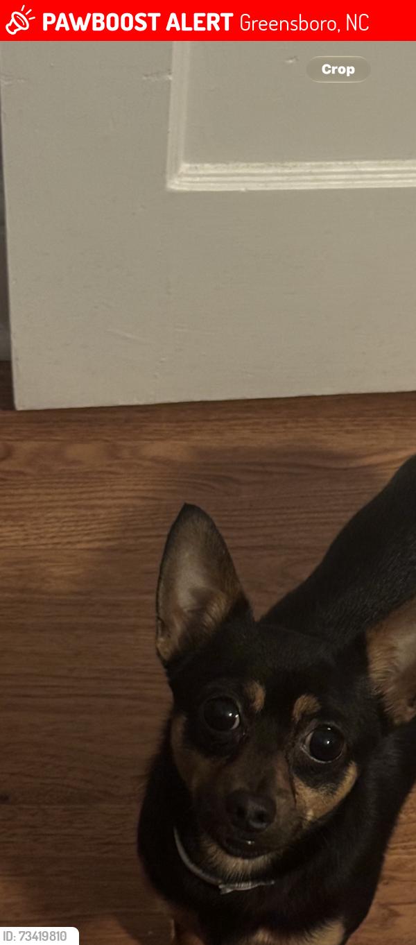 Lost Male Dog last seen Holt ave, Greensboro, NC 27405