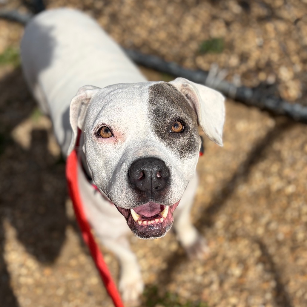 Shelter Stray Female Dog last seen , Animal Care & Control Team of Philly, 111 W Hunting Park Ave, Philadelphia, PA 19140, USA