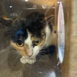 Shelter Stray Female Cat last seen , Animal Care & Control Team of Philly, 111 W Hunting Park Ave, Philadelphia, PA 19140, USA