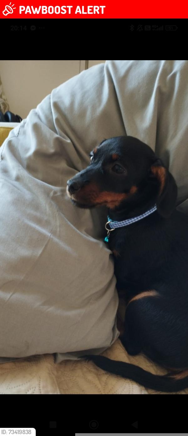 Lost Male Dog last seen Buzzard Lane, Chellaston, England DE73 5PA