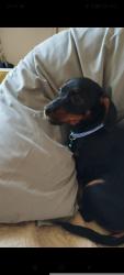 Lost Male Dog last seen Buzzard Lane, Chellaston, England DE73 5PA