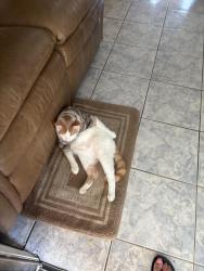 Lost Male Cat last seen Galemeadow dr, Fort Worth, TX 76123