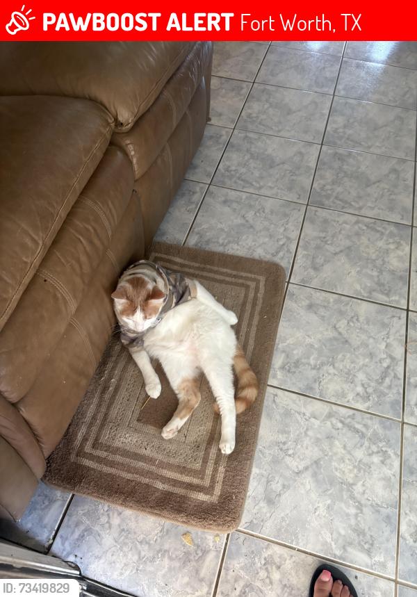 Lost Male Cat last seen Galemeadow dr, Fort Worth, TX 76123